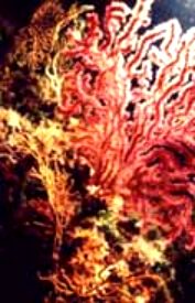CORAIL